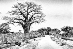 DNEphoto_E000_Baobab001-01-Edit-2